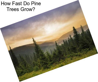 How Fast Do Pine Trees Grow?