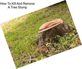 How To Kill And Remove A Tree Stump