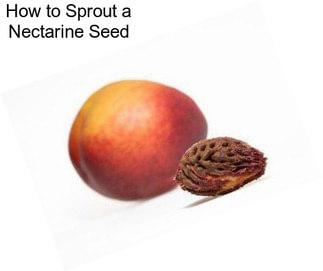 How to Sprout a Nectarine Seed