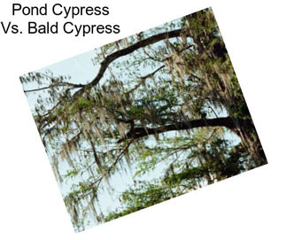 Pond Cypress Vs. Bald Cypress