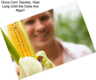 Once Corn Tassles, How Long Until the Cobs Are Ripe?