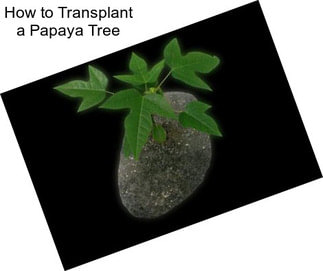 How to Transplant a Papaya Tree