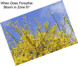 When Does Forsythia Bloom in Zone 6?