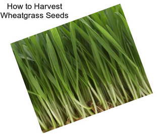 How to Harvest Wheatgrass Seeds