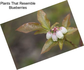 Plants That Resemble Blueberries