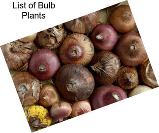 List of Bulb Plants