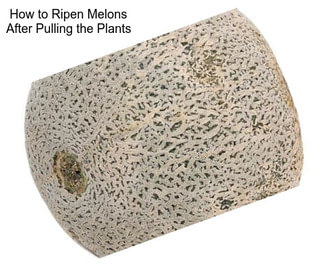 How to Ripen Melons After Pulling the Plants