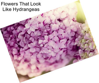 Flowers That Look Like Hydrangeas