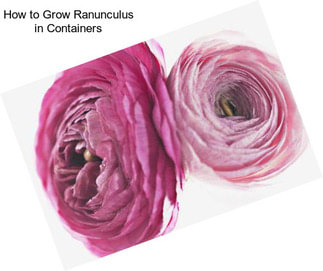 How to Grow Ranunculus in Containers