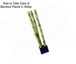 How to Take Care of Bamboo Plants in Water