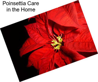 Poinsettia Care in the Home