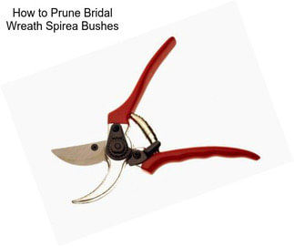 How to Prune Bridal Wreath Spirea Bushes