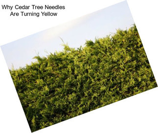 Why Cedar Tree Needles Are Turning Yellow
