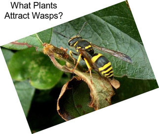 What Plants Attract Wasps?