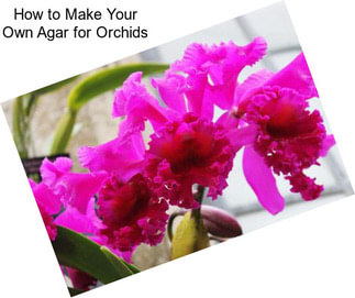 How to Make Your Own Agar for Orchids