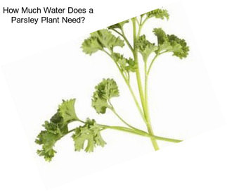 How Much Water Does a Parsley Plant Need?
