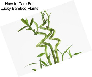 How to Care For Lucky Bamboo Plants