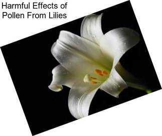 Harmful Effects of Pollen From Lilies