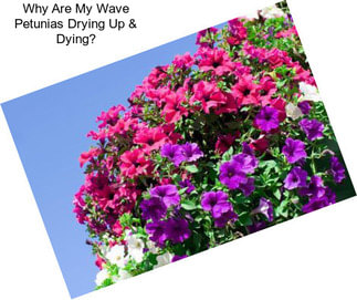 Why Are My Wave Petunias Drying Up & Dying?