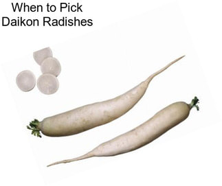 When to Pick Daikon Radishes