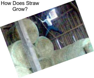 How Does Straw Grow?