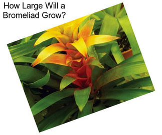 How Large Will a Bromeliad Grow?
