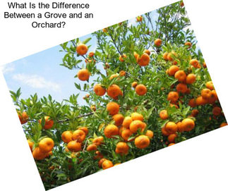 What Is the Difference Between a Grove and an Orchard?