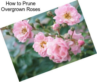 How to Prune Overgrown Roses