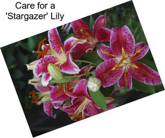Care for a \'Stargazer\' Lily