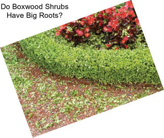 Do Boxwood Shrubs Have Big Roots?
