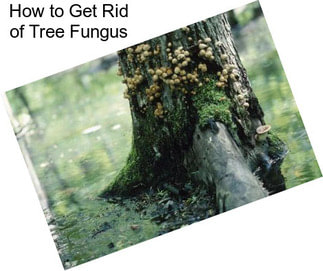 How to Get Rid of Tree Fungus