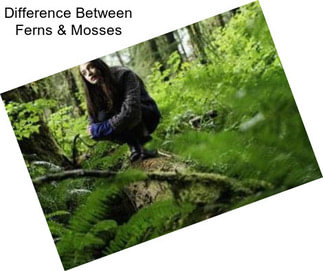 Difference Between Ferns & Mosses