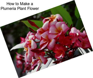 How to Make a Plumeria Plant Flower