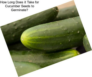 How Long Does it Take for Cucumber Seeds to Germinate?