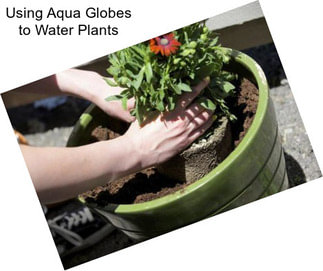 Using Aqua Globes to Water Plants