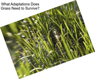 What Adaptations Does Grass Need to Survive?