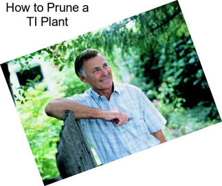 How to Prune a TI Plant