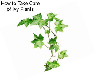 How to Take Care of Ivy Plants