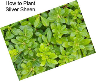 How to Plant Silver Sheen