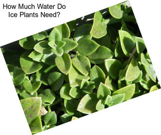 How Much Water Do Ice Plants Need?