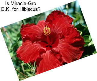 Is Miracle-Gro O.K. for Hibiscus?