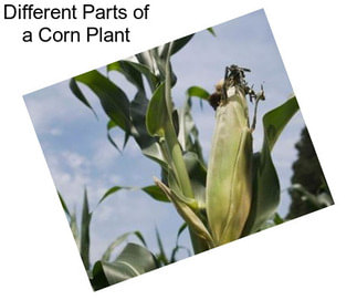 Different Parts of a Corn Plant