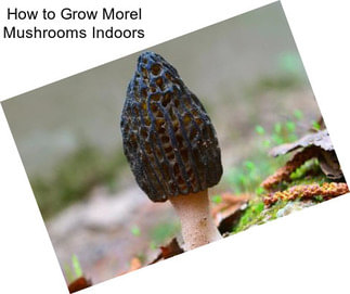 How to Grow Morel Mushrooms Indoors