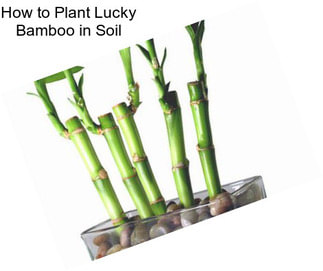 How to Plant Lucky Bamboo in Soil