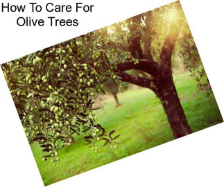 How To Care For Olive Trees