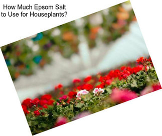 How Much Epsom Salt to Use for Houseplants?