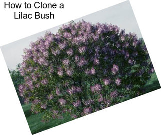 How to Clone a Lilac Bush