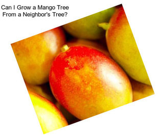 Can I Grow a Mango Tree From a Neighbor\'s Tree?