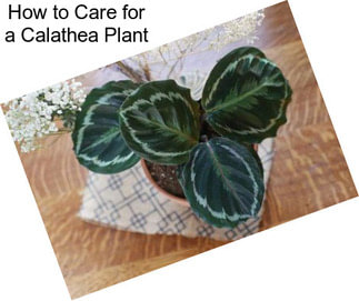 How to Care for a Calathea Plant