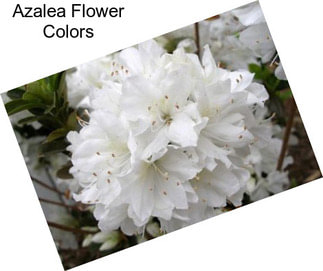 Azalea Flower Colors
